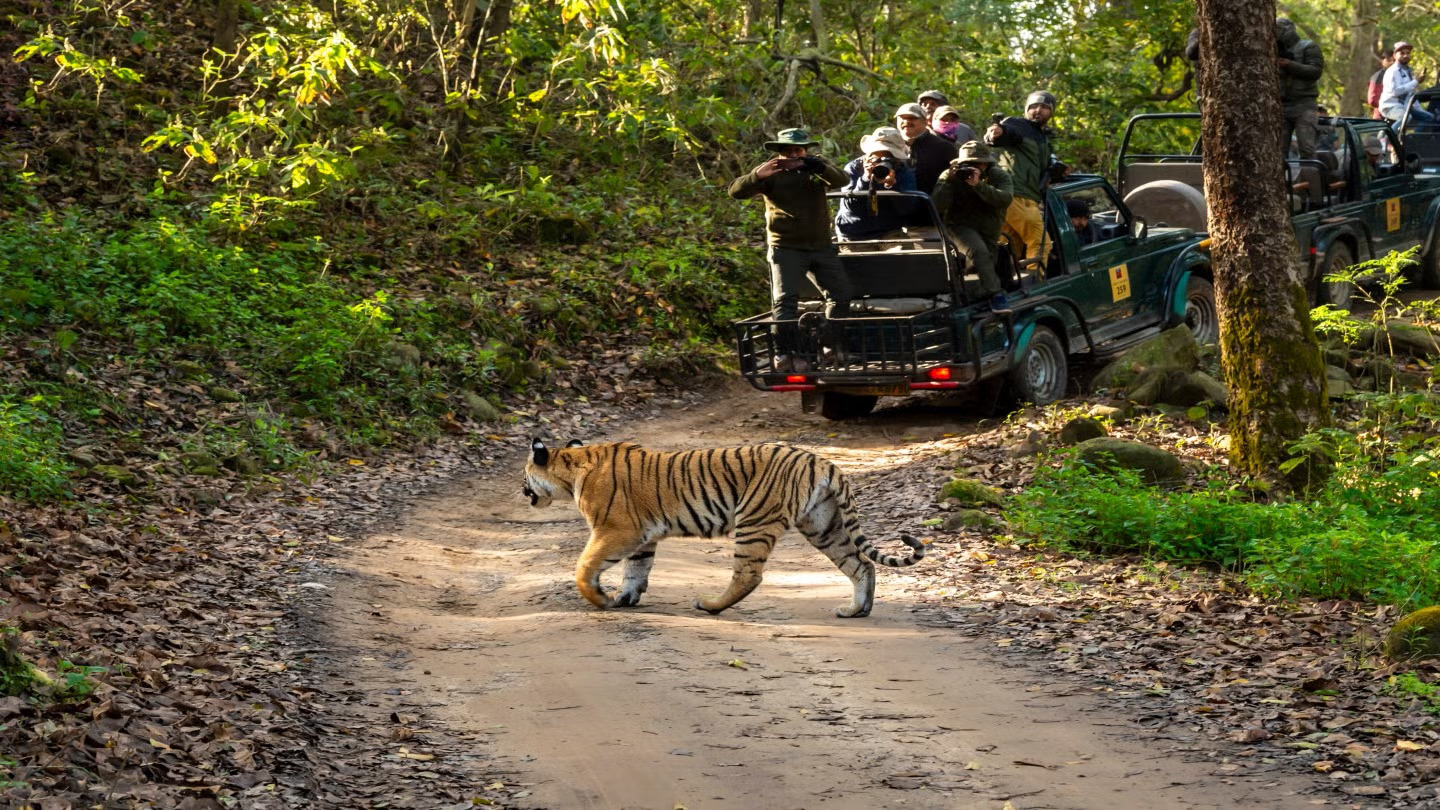 Ranthambore Tiger Safari featuring majestic Bengal tigers, lush forests, wildlife photography, and thrilling jungle adventures together.