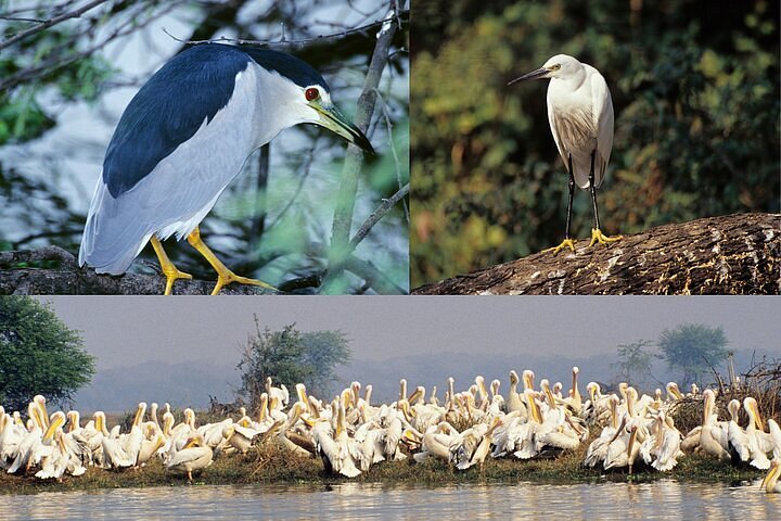 Migratory birds including heron and pelicans at wetland sanctuary India