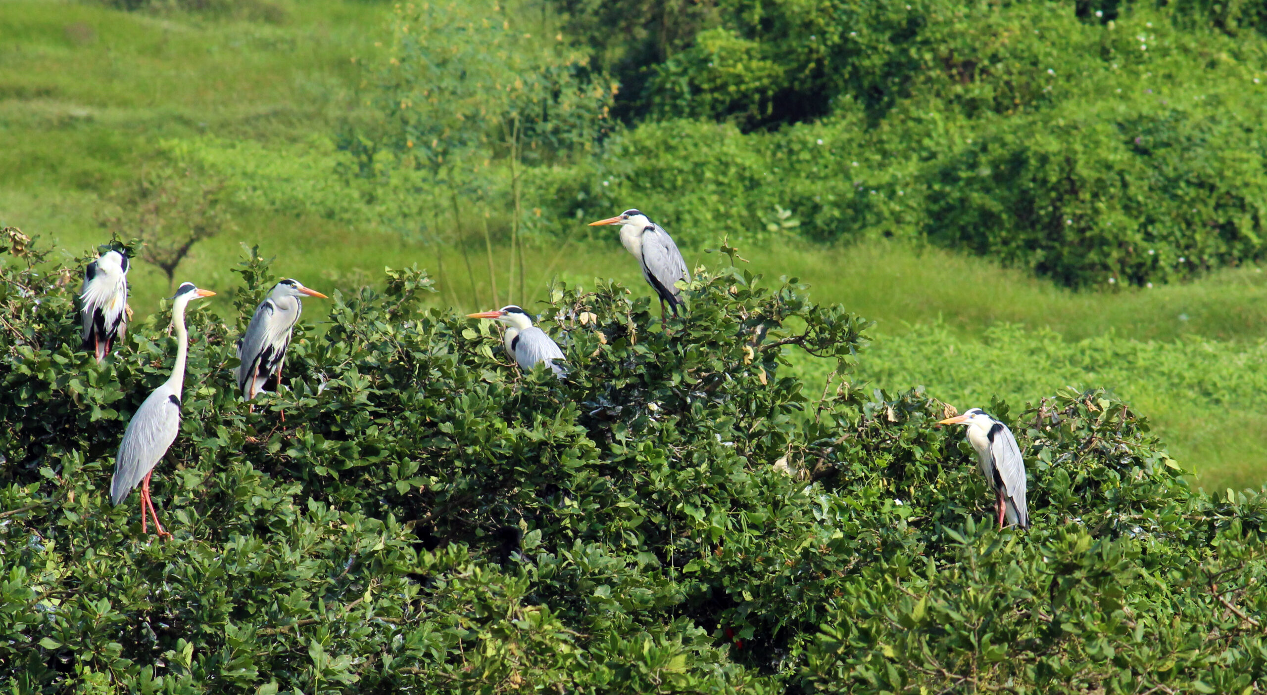 Bharatpur Bird Sanctuary featuring migratory birds, lush wetlands, scenic trails, and unforgettable wildlife experiences in Rajasthan.