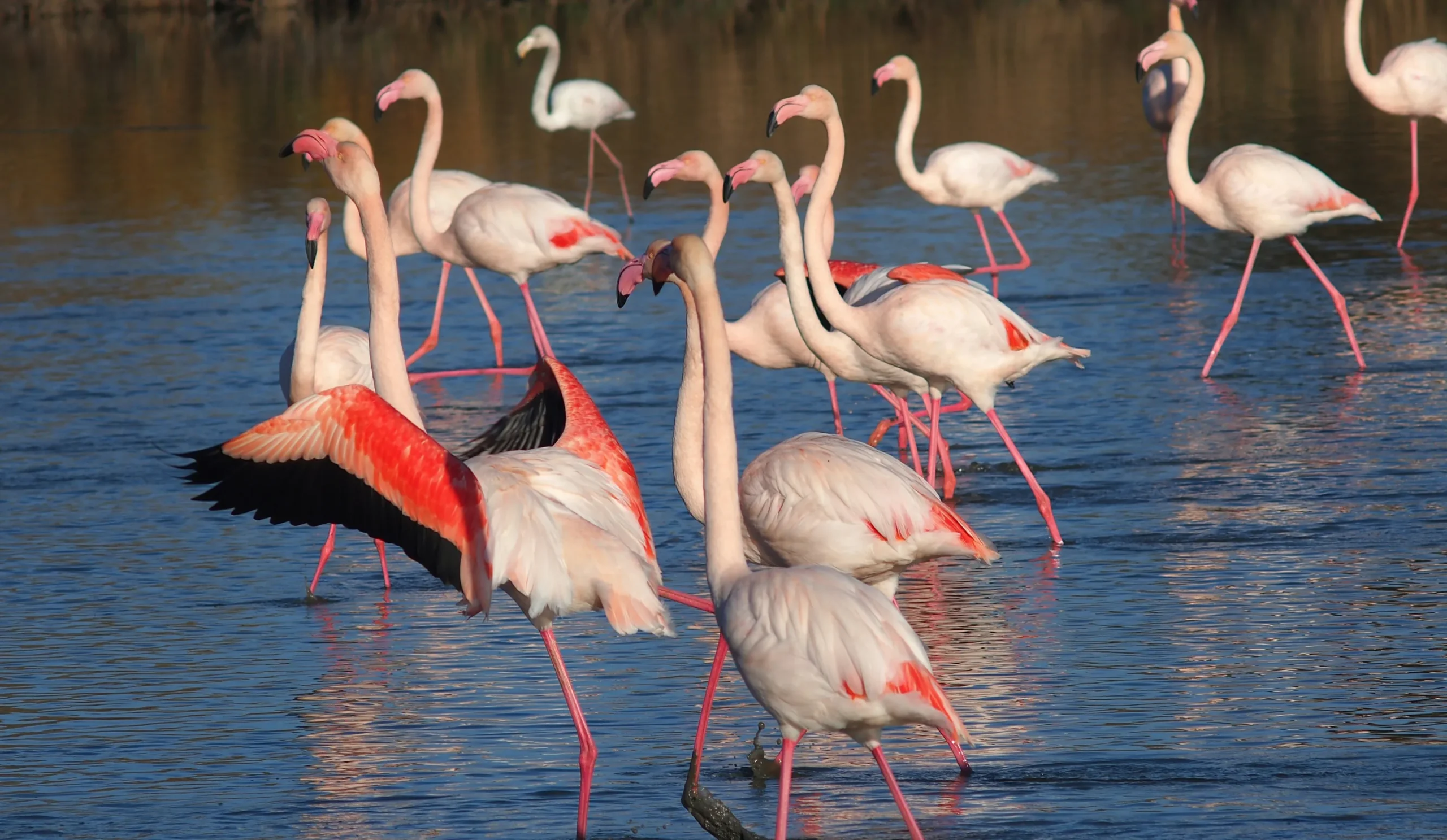 Nature enthusiasts discovering Keoladeo Bird Sanctuary's lush greenery, migratory birds, and tranquil walking trails during weekend adventure.