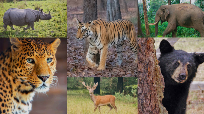 India wildlife holiday featuring Bengal tigers, exotic birds, lush forests, and unforgettable safari adventures for nature lovers.
