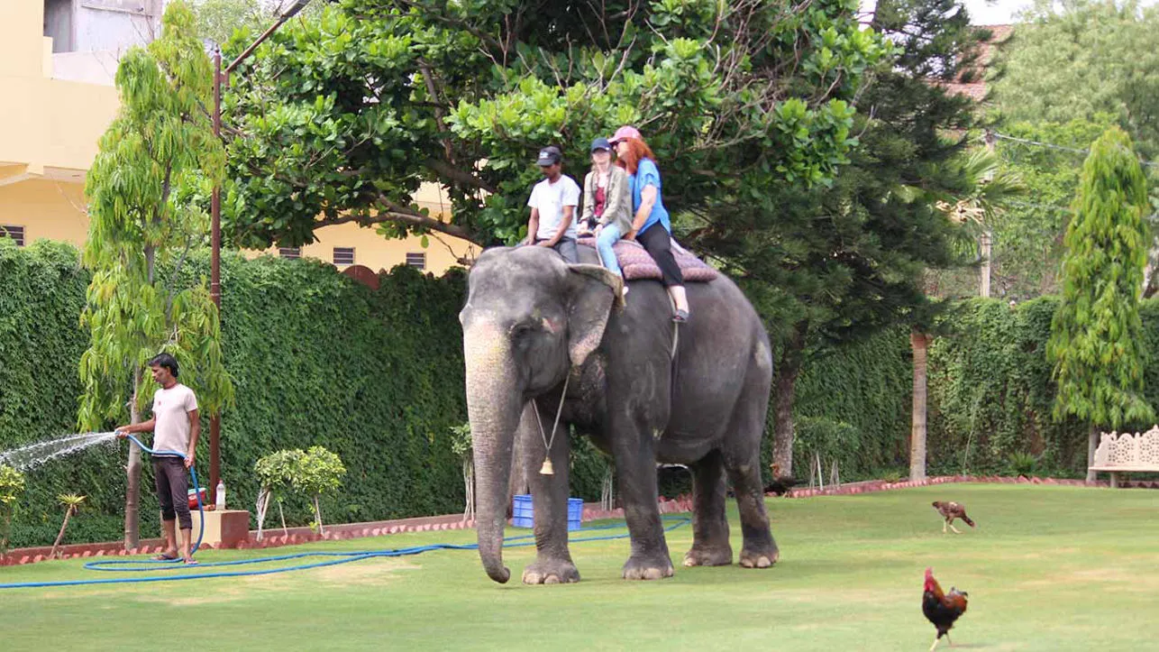 Jaipur Elephant Village offering ethical elephant interactions, cultural experiences, feeding sessions, and unforgettable family-friendly activities together.