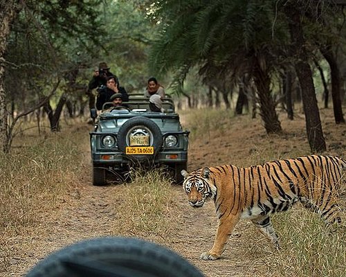 Agra to Bharatpur National Park tour featuring birdwatching, wetlands, wildlife, and scenic nature trails with expert guide.