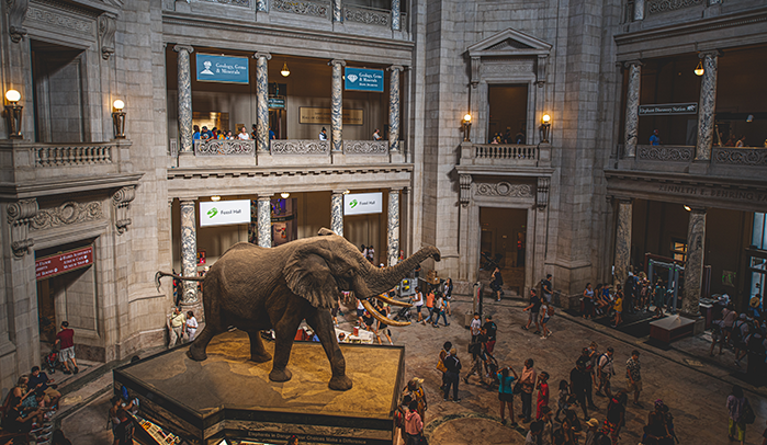 Smithsonian National Museum of Natural History showcasing dinosaur fossils, gemstones, wildlife exhibits, and interactive virtual exploration online.