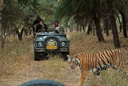 Tiger crossing forest trail during wildlife safari jeep tour in India