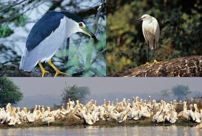 Migratory birds including heron and pelicans at wetland sanctuary India