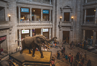 Elephant exhibit inside Smithsonian National Museum of Natural History